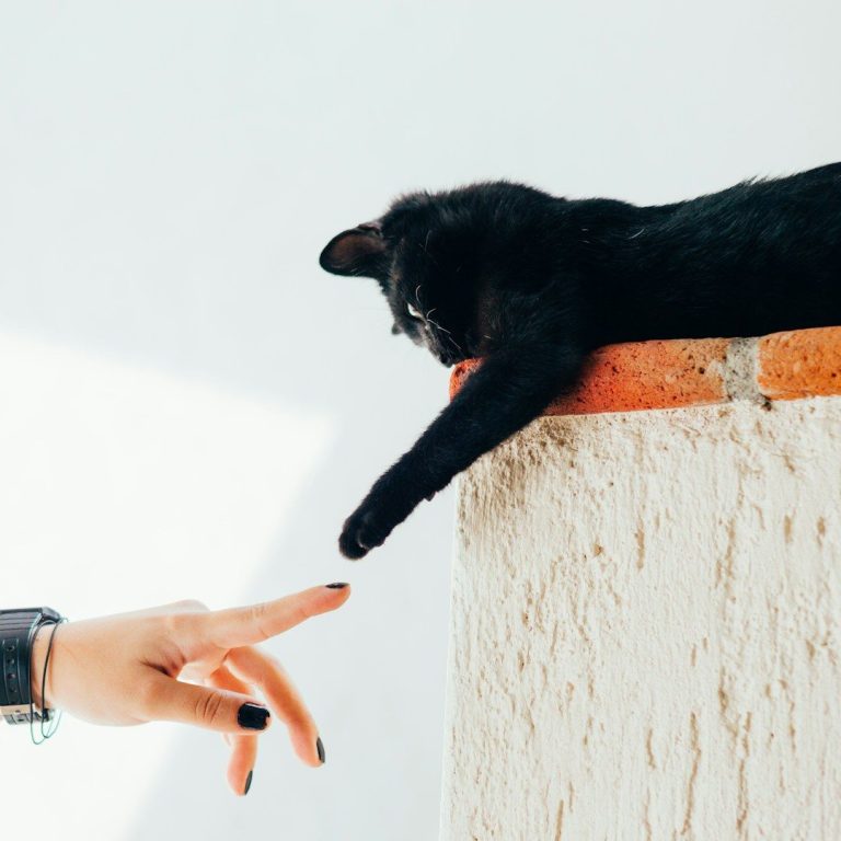 Tiergespräch – achtsame Verbindung zwischen Mensch und Tier im vertrauensvollen Austausch.“