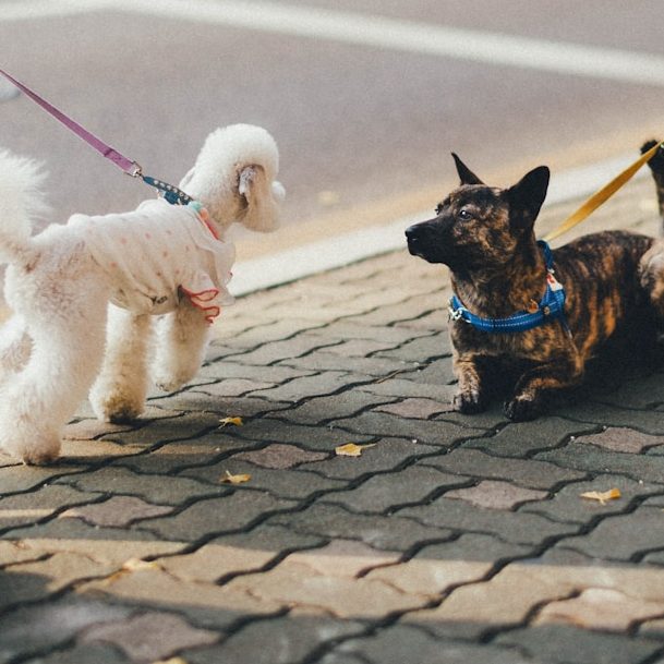 Kostenfreies Kennenlerngespräch in der Tierkommunikation – erste Verbindung auf Augenhöhe zwischen Mensch und Tier
